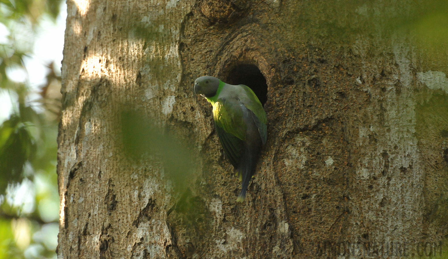 Psittacula calthrapae [550 mm, 1/320 sec at f / 8.0, ISO 4000]